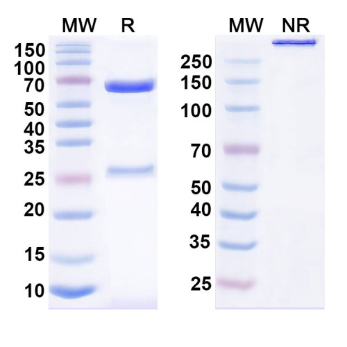 Anti-Human CD274/PD-L1 & CD137/TNFRSF9 Bispecific Reference Antibody (Acasunlimab, RUO) Anti-Human CD274/PD-L1 & CD137/TNFRSF9 Bispecific Reference Antibody (Acasunlimab, RUO)