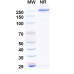 Anti-Human PD-1 Reference Antibody (Acrixolimab, RUO) Anti-Human PD-1 Reference Antibody (Acrixolimab, RUO)