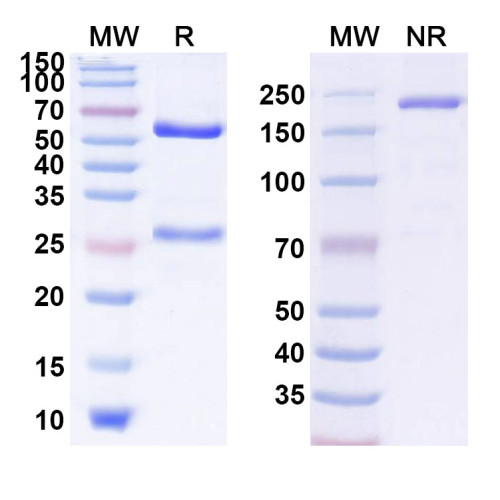Anti-Ganglioside GD2 Reference Antibody (ATL301) Anti-Ganglioside GD2 Reference Antibody (ATL301)