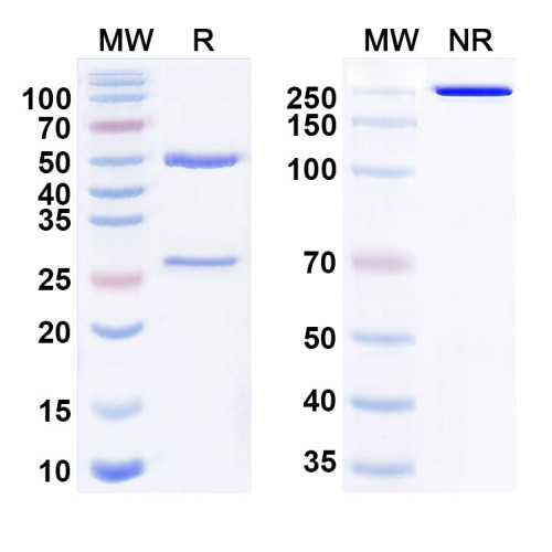 Anti-Human A2AR/ADORA2A Reference Antibody (3F6-9G5) Anti-Human A2AR/ADORA2A Reference Antibody (3F6-9G5)