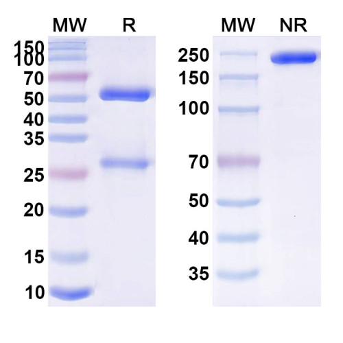 Anti-Human APP/Amyloid beta Reference Antibody (DLX212)