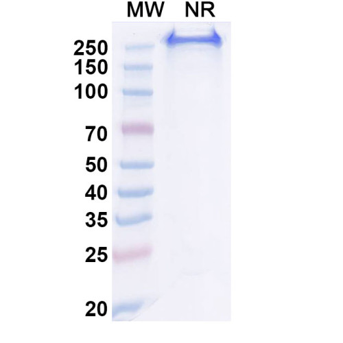 Anti-Human CA9 Reference Antibody (BAY 794620)