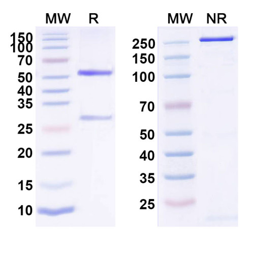 Anti-Human CD124/IL4R/IL-4Rα Reference Antibody (MEDI9314) Anti-Human CD124/IL4R/IL-4Rα Reference Antibody (MEDI9314)