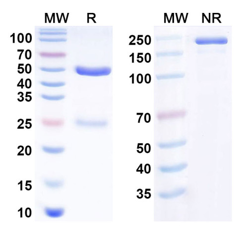 Anti-Human CD126/IL6R/IL-6RA Reference Antibody (APX007) Anti-Human CD126/IL6R/IL-6RA Reference Antibody (APX007)