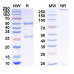 Anti-Human CD156b/ADAM17 Reference Antibody (D8P1C1)