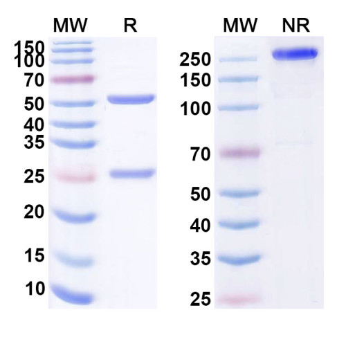 Anti-Human CD160 Reference Antibody (MAT 302) Anti-Human CD160 Reference Antibody (MAT 302)