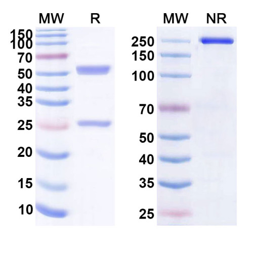 Anti-Human CD163 Reference Antibody (TBI 304H)