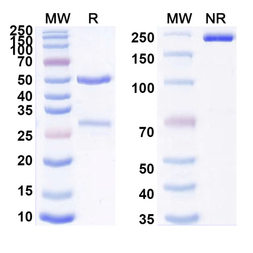 Anti-Human CD184/CXCR4 Reference Antibody (LY2624587)