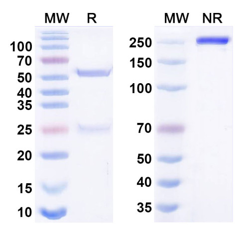 Anti-Human CD194/CCR4 Reference Antibody (KM3060) Anti-Human CD194/CCR4 Reference Antibody (KM3060)