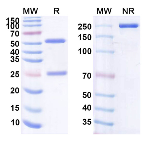Anti-Human CD19 Reference Antibody (hA19) Anti-Human CD19 Reference Antibody (hA19)