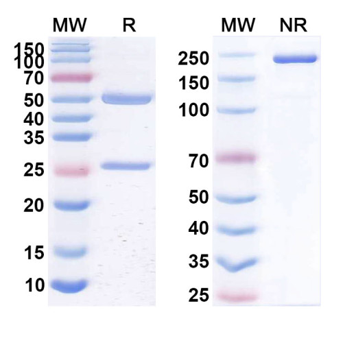 Anti-Human CD20/MS4A1 Reference Antibody (PRO131921) Anti-Human CD20/MS4A1 Reference Antibody (PRO131921)