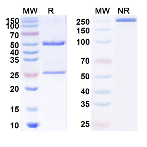 Anti-Human CD227/MUC1 Reference Antibody (SPmAb2.1)