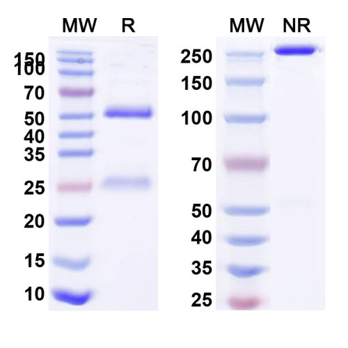 Anti-Human CD227/MUC1 Reference Antibody (huDMB5F3) Anti-Human CD227/MUC1 Reference Antibody (huDMB5F3)