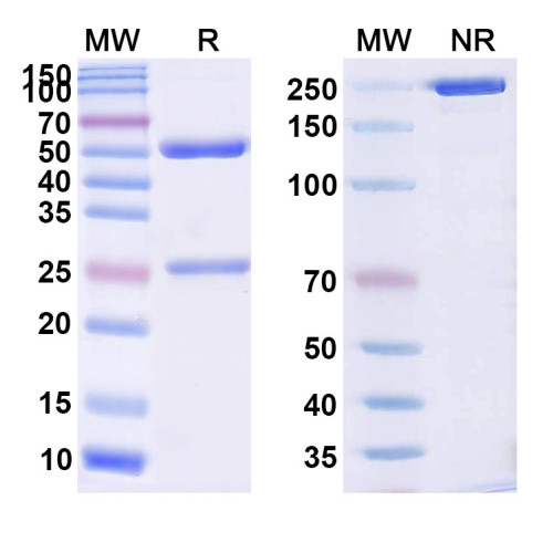 Anti-Human CD246/ALK Reference Antibody (DLX521)
