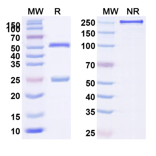 Anti-Human CD256/TNFSF13/APRIL Reference Antibody (BION 1301)