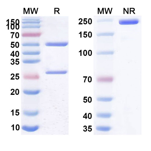 Anti-Human CD25/IL2RA Reference Antibody (RA8)