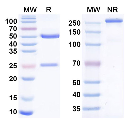 Anti-Human CD269/TNFRSF17/BCMA Reference Antibody (BCMB69) Anti-Human CD269/TNFRSF17/BCMA Reference Antibody (BCMB69)