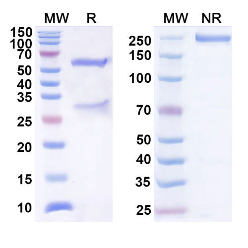 Anti-Human CD276/B7-H3 Reference Antibody (DS-5573a) Anti-Human CD276/B7-H3 Reference Antibody (DS-5573a)