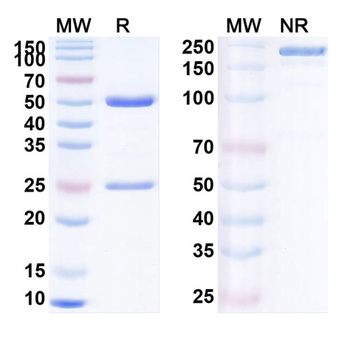Anti-Human CD279/PDCD1/PD1 Reference Antibody (LZM009) Anti-Human CD279/PDCD1/PD1 Reference Antibody (LZM009)