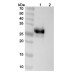 Anti-Human CD305/LAIR1 Reference Antibody (IO 106)