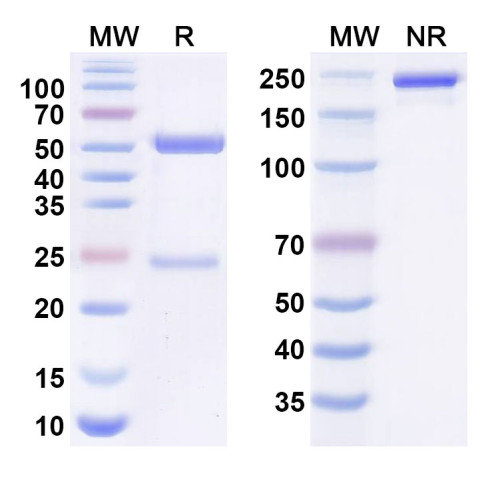 Anti-Human CD307e/FCRL5 Reference Antibody (DFRF 4539A) Anti-Human CD307e/FCRL5 Reference Antibody (DFRF 4539A)