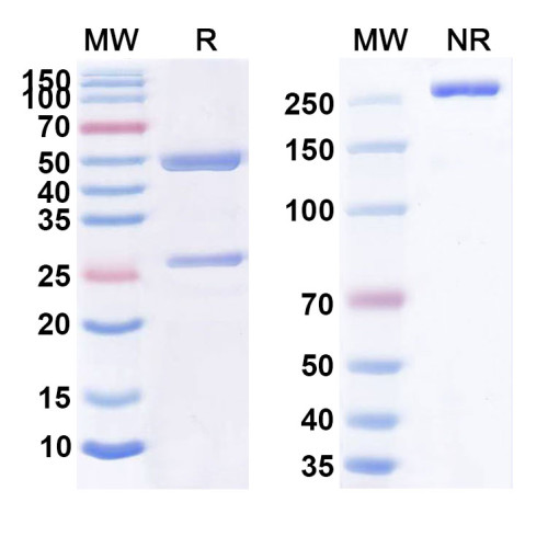 Anti-Human CD30/TNFRSF8 Reference Antibody (XmAb 2513) Anti-Human CD30/TNFRSF8 Reference Antibody (XmAb 2513)