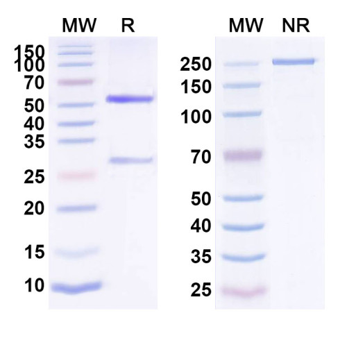 Anti-Human CD326/EPCAM Reference Antibody (AT003) Anti-Human CD326/EPCAM Reference Antibody (AT003)