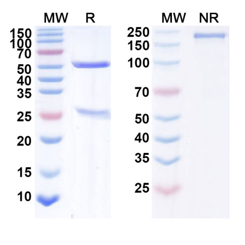 Anti-Human CD340/ERBB2/HER2/NEU Reference Antibody (ALT-P7) Anti-Human CD340/ERBB2/HER2/NEU Reference Antibody (ALT-P7)