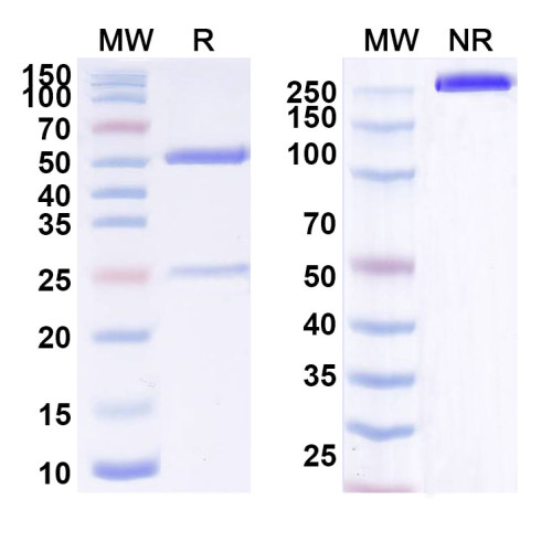 Anti-Human CD340/ERBB2/HER2/NEU Reference Antibody (BB 1701) Anti-Human CD340/ERBB2/HER2/NEU Reference Antibody (BB 1701)