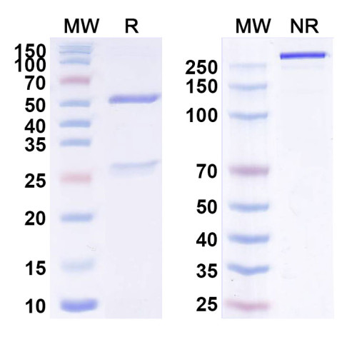 Anti-Human CD340/ERBB2/HER2/NEU Reference Antibody (COVA208)