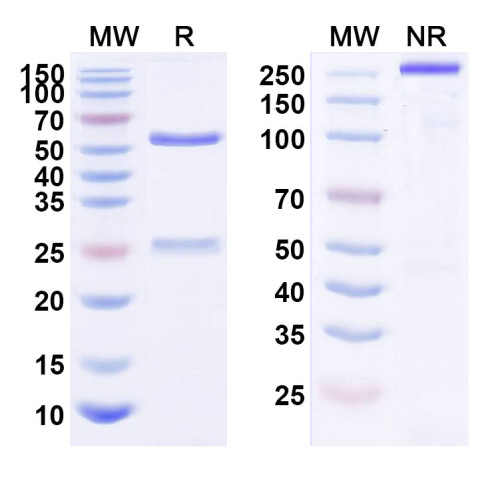 Anti-Human CD340/ERBB2/HER2/NEU Reference Antibody (KL-A166) Anti-Human CD340/ERBB2/HER2/NEU Reference Antibody (KL-A166)