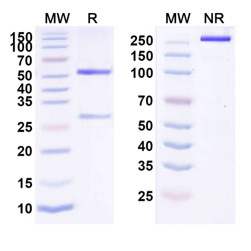 Anti-Human CD340/ERBB2/HER2/NEU Reference Antibody (NJH395)