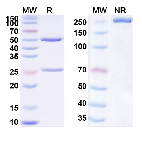 Anti-Human CD366/HAVCR2/TIM-3 Reference Antibody (ES001) Anti-Human CD366/HAVCR2/TIM-3 Reference Antibody (ES001)