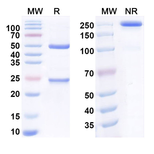 Anti-Human CD371/CLEC12A Reference Antibody (H6e7)