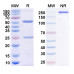 Anti-Human CD38/ADPRC 1 Reference Antibody (CM313)