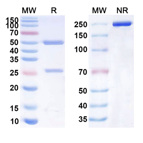 Anti-Human CD40/TNFRSF5 Reference Antibody (MEDI5083) Anti-Human CD40/TNFRSF5 Reference Antibody (MEDI5083)