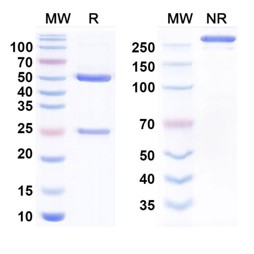 Anti-Human CD46 Reference Antibody (FOR46)