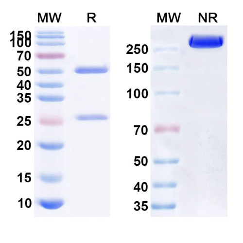 Anti-Human CD47/MER6 Reference Antibody (HMPL-a83) Anti-Human CD47/MER6 Reference Antibody (HMPL-a83)