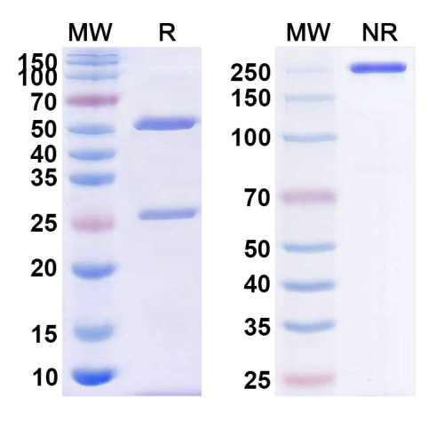 Anti-Human CD4 Reference Antibody (IT1208) Anti-Human CD4 Reference Antibody (IT1208)