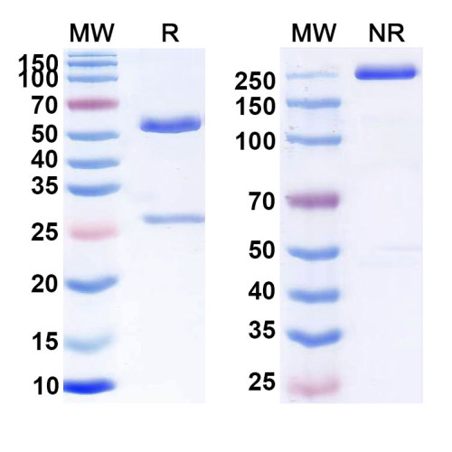 Anti-Human CD5 Reference Antibody (MT 101)