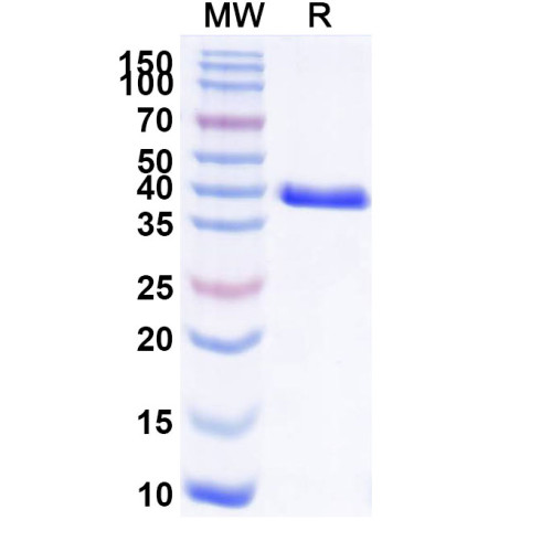 Anti-Human CD66c/CEACAM6 Reference Antibody (L-DOS-47)