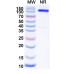 Anti-Human CD66c/CEACAM6 Reference Antibody (L-DOS-47)