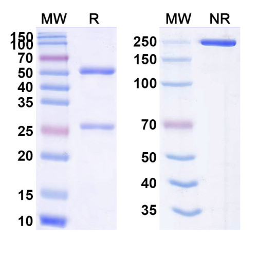 Anti-Human CD66e/CEA/CEACAM5 Reference Antibody (Kab201)