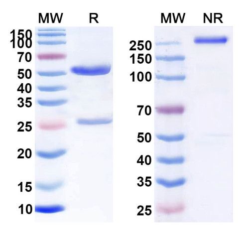 Anti-Human CD70 Reference Antibody (SGN-CD70A) Anti-Human CD70 Reference Antibody (SGN-CD70A)