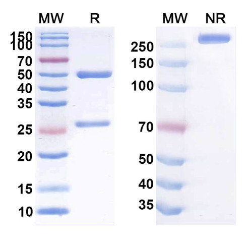 Anti-Human CLDN18.2 Reference Antibody (AB011) Anti-Human CLDN18.2 Reference Antibody (AB011)