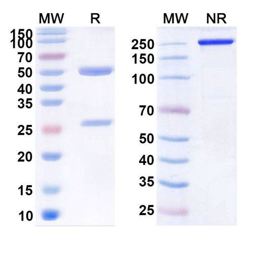 Anti-Human CLDN18.2 Reference Antibody (DR30303) Anti-Human CLDN18.2 Reference Antibody (DR30303)