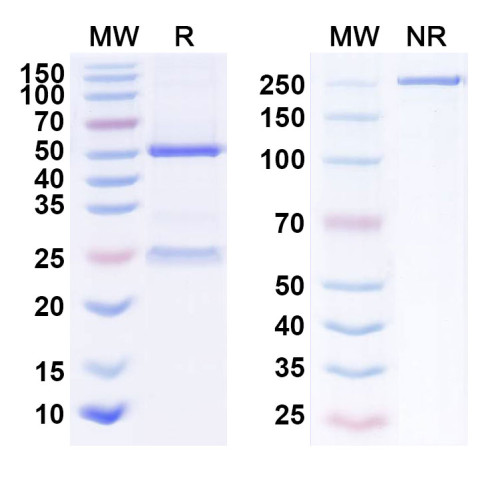 Anti-Human DLL3 Reference Antibody (AMG 119)