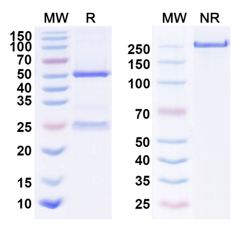 Anti-Human EGFR/ERBB1/HER1 Reference Antibody (AVID100) Anti-Human EGFR/ERBB1/HER1 Reference Antibody (AVID100)