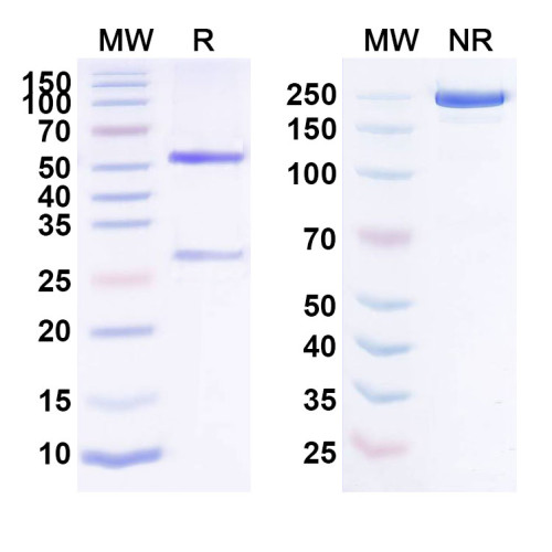 Anti-Human F11 Reference Antibody (BAY 1831865) Anti-Human F11 Reference Antibody (BAY 1831865)