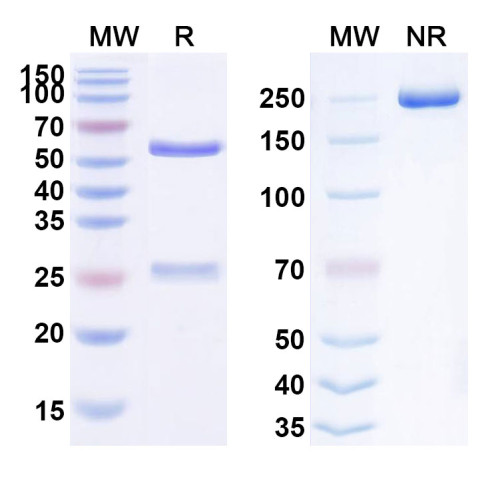 Anti-Human FGF21 Reference Antibody (ARX618)